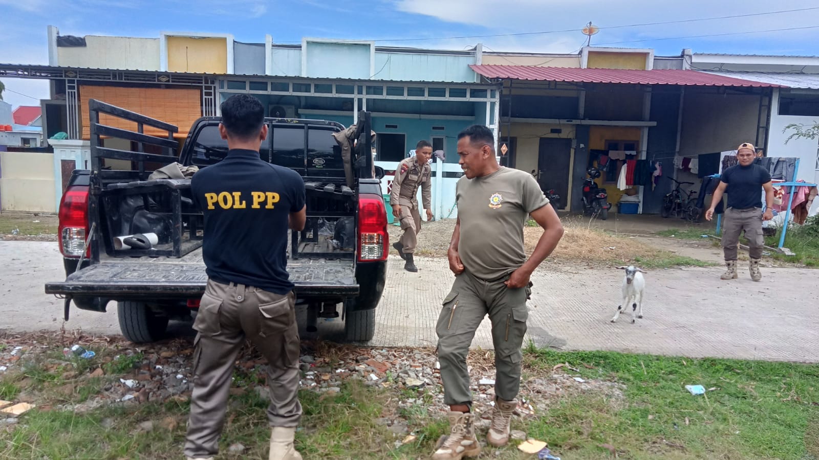 Kambing Pun Kena Tilang, Satpol PP Sinjai Amankan Enam Ekor Ternak Liar