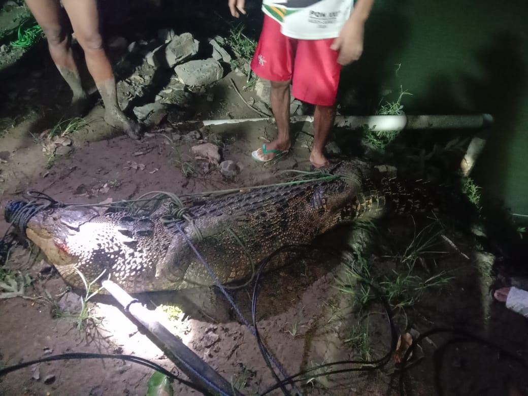 Meresahkan Warga, Seekor Buaya Besar di Sungai Baringeng Sinjai Berhasil Ditangkap