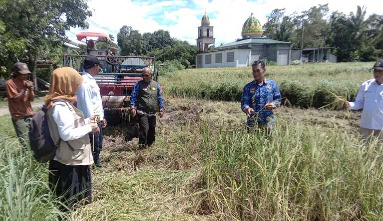 Panen di Luar Musim, Petani Sangiasseri Sukses Dorong IP 300