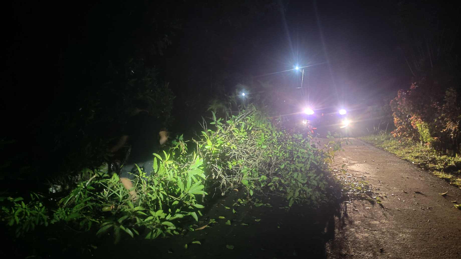 Aksi Cepat Pengendara Bersihkan Pohon Tumbang di Jalan Poros Bulupoddo, Akses Menuju Kota Sinjai Kembali Lancar