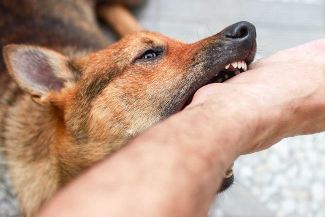 Teror Anjing Gila di Sinjai Utara, Payudara dan Tangan Warga Robek Digigit