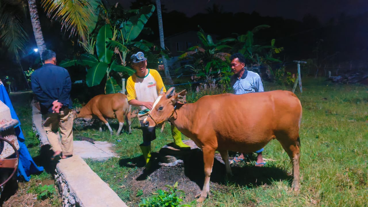 Polisi dan Warga Temukan 5 Ekor Sapi yang Hilang di Kawasan Hutan Sinjai