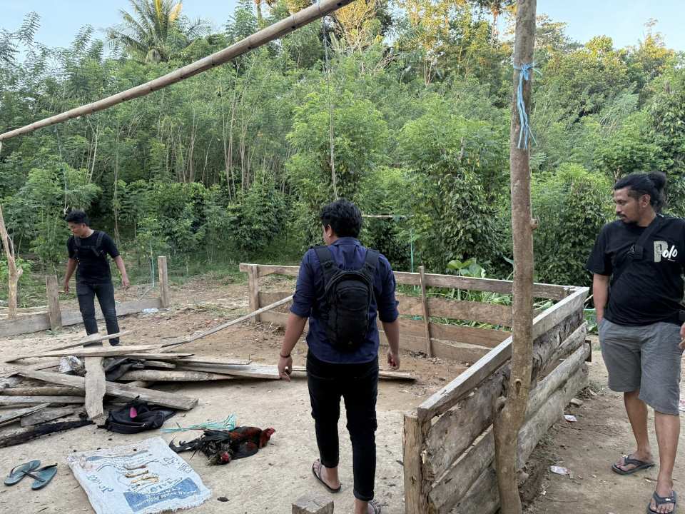 Polisi Gerebek Lokasi Judi Sabung Ayam di Tellulimpoe Sinjai, Arena Dibongkar dan Dibakar