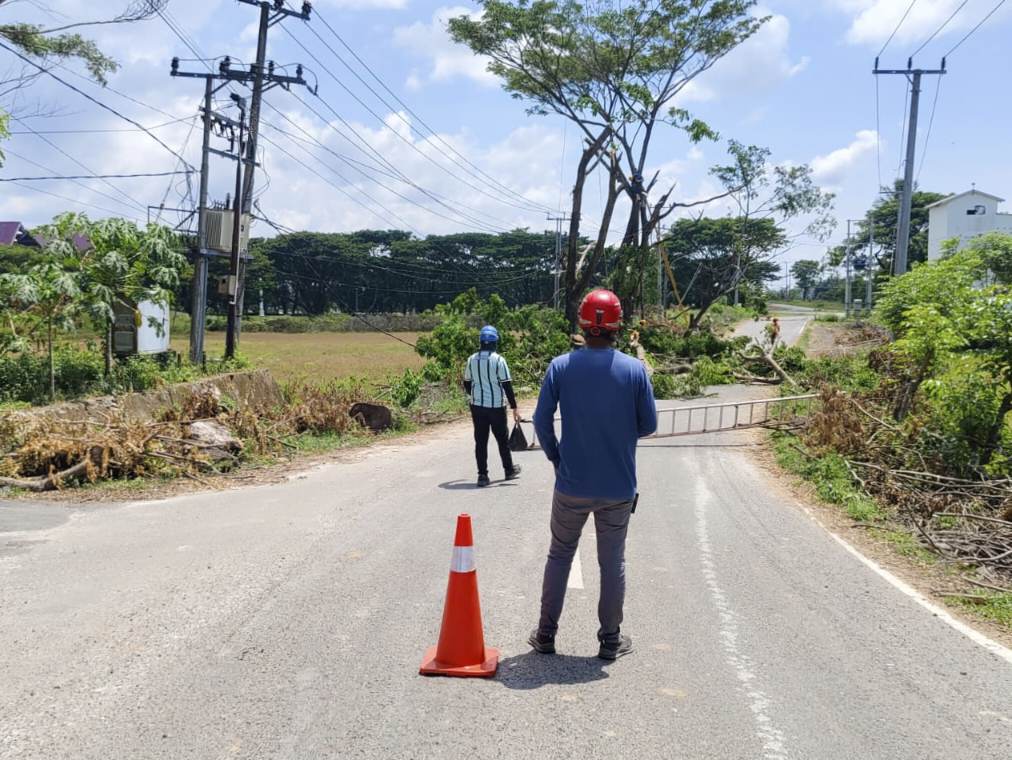 Jaga Keandalan Pasokan Listrik, PLN ULP Sinjai Gencarkan Perintisan Pohon di Kawasan Strategis