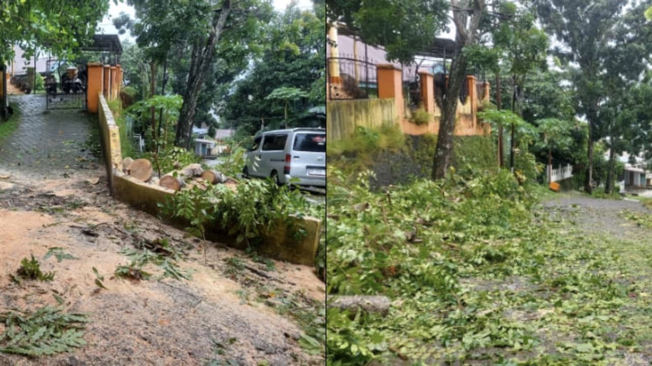 Waspada Cuaca Ekstrem! Pohon Tumbang Tutup Jalan di Paruntu, Warga Diminta Berhati-hati
