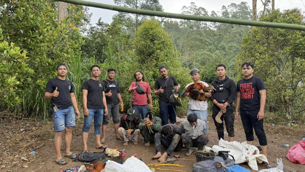 Polres Sinjai Gerebek Judi Sabung Ayam di Barania, Empat Pelaku dan Sajam Diamankan