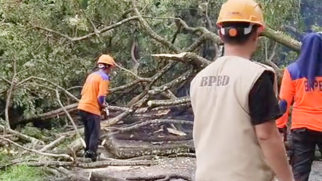 Akses Jalur Utama Sinjai–Bulukumba Lumpuh Total Akibat Pohon Tumbang, BPBD Bergerak Cepat