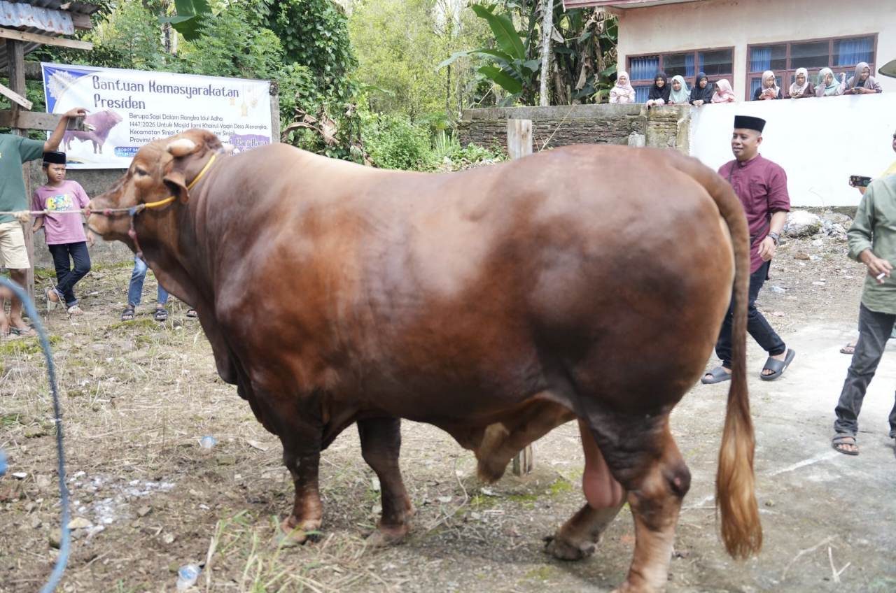 Bupati hingga Forkopimda Ambil Bagian dalam Kurban Idul Adha di Kabupaten Sinjai