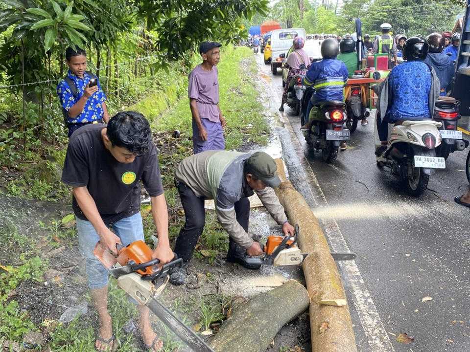 Pohon Jati Tumbang Tutup Jalan Poros Sinjai–Bone, BPBD Imbau Warga Waspada Cuaca Ekstrem