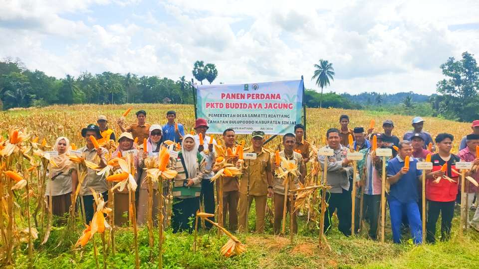 Panen Perdana Jagung PKTD 2026, Desa Lamatti Riattang Perkuat Ketahanan Pangan dan Pemberdayaan Warga