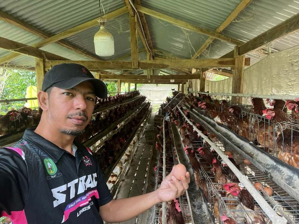 Harga Telur Anjlok, Peternak Ayam di Sinjai Menjerit: Pakan Naik, Produksi Terancam Merugi
